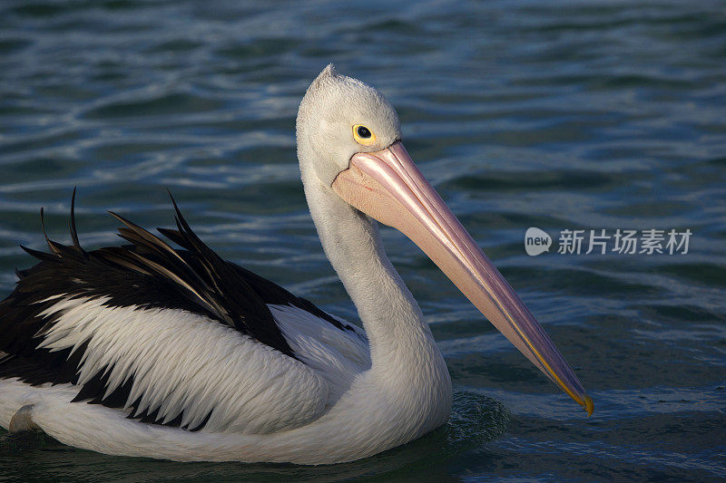 鹈鹕(Pelecanus conspicillatus)